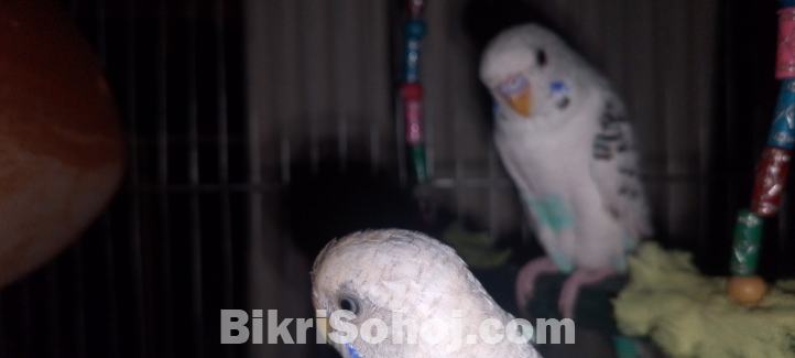 বাজ্রিগার পেয়ার budgerigar bajigar